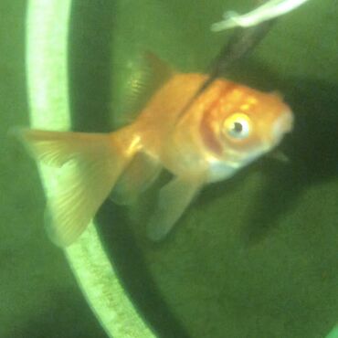 Рыбы: ЗОЛОТЫЕ РЫБКИ 

5-8 сантиметров 
150 сом одна рыбка
р. Ново-Покровка — 6