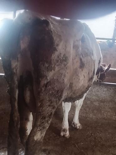 Коровы, быки: Продаю | Корова (самка) | Для молока | Привязанные — 8