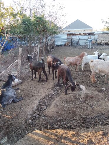 lelekli heyvanlar: As Səlamu Əleykum. Samux rayonunda ikinci bicim yonca presi satılır