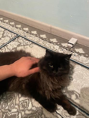 Продажа кошек: Пушистые котята Особенности: - Окрас: дымчато‑черный, тигровый табби и — 7