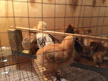 Зоотовары: Брудер для цыплят. универсальный Брудер жожого бодоного коенго хомяка at lalafo.kg — 3 Зоотовары: Брудер для цыплят. универсальный Брудер жожого бодоного коенго хомяка — 3