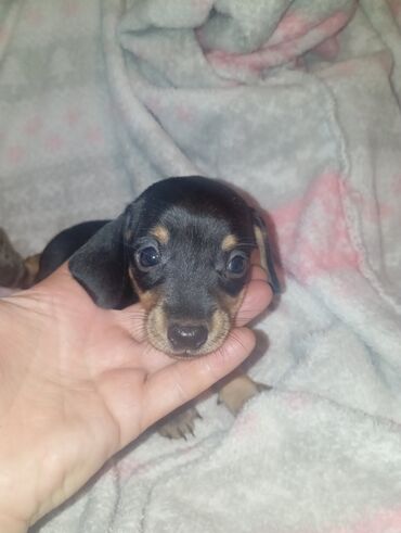Продажа собак: Такса, 1 месяц, Самка — 9