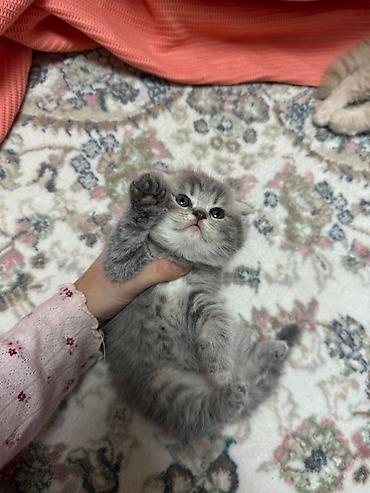 Pişiklər: Britan — 6