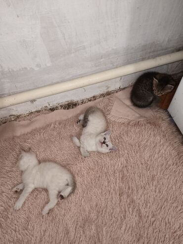 шотландская вислоухая кошка цена: 1 месяц, Мальчик, Биколор
