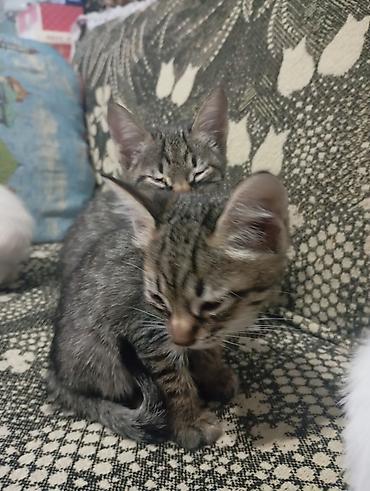 домашние котята: Котята домашние, короткошёрстные, все НЕ породистые. В помёте — 5