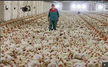 Корма для с/х животных: 🐎 Стимулятор набора веса со стволовыми клетками костный жир со — 17