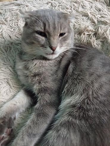 котята свинкс: Британские котята с вислоухими ушками . Окрас — серый выразительные — 4
