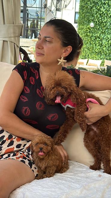 minyatür poodle: Pudel, 3 ay, Dişi, Peyvəndli, Ödənişli çatdırılma — 1