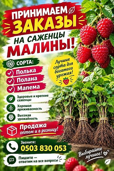 1001 роза: Саженцы малины — популярные и урожайные сорта. Доступные сорта: - — 1