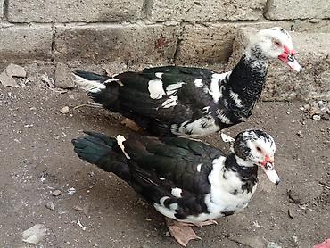 Ördəklər: TECİLİ SATİLİR 2 ERKEY 10.DİŞİ HAMSİ BİRLİKDE SATLİR KOM ŞEKLİNDE 25 — 10