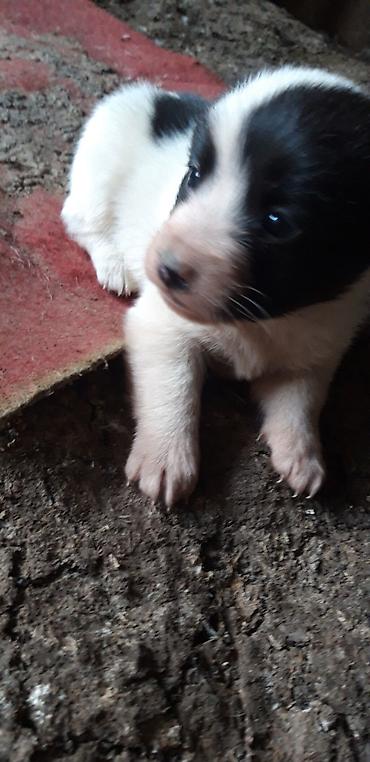 Heyvanlar üçün digər mallar: Zvanok balaları satılır. - Yaş: 1 aylıq - Qidalanma: sərbəst yemək — 8