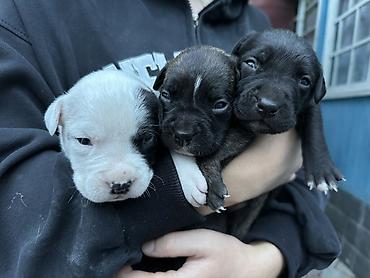 бекер уй: 🐶 Продаются щенки породы питбуль 🐶 Предлагаются к продаже красивые — 1