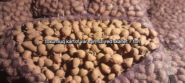 meyve terevez dukani: *ENDIRIM‼️7 ton toxumluq kartof varqirmizi skarletkilosu