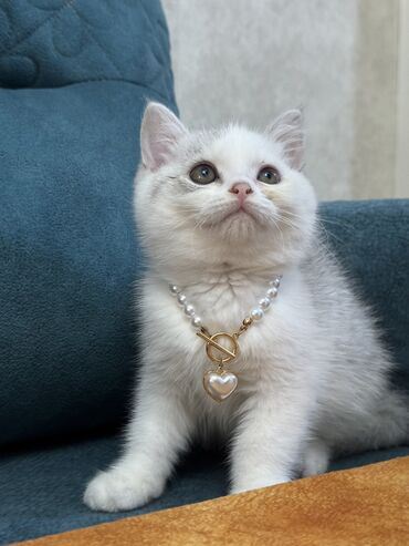 Pişiklər: Dişi, Erkək, Yaxşı əllərə, Ünvandan götürmə -da lalafo.az — 3 Pişiklər: Dişi, Erkək, Yaxşı əllərə, Ünvandan götürmə — 3