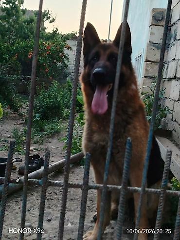akita it: Alman çoban iti, Erkək — 1