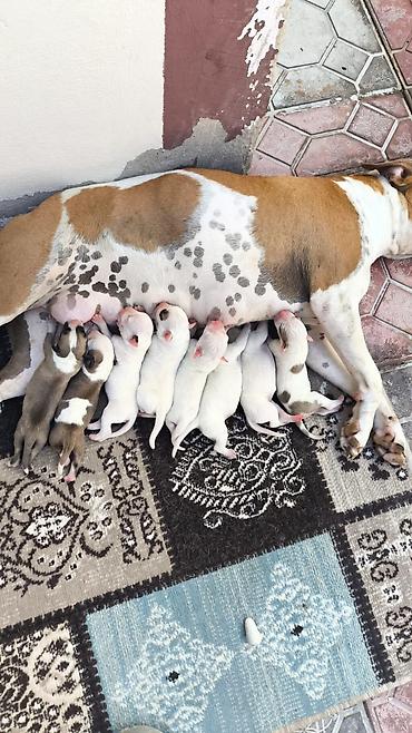 malamut satılır: Pitbul, 1 ay, Peyvəndli — 6