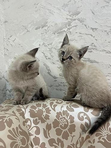 мака ош: В САМЫЕ ДОБРЫЕ РУКИ 🤲🏻 Котенок с окраcом поинт (светлая шерсть с более — 1