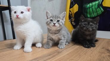 Продажа кошек: Продаются котята шотланской породы at lalafo.kg — 9 Продажа кошек: Продаются котята шотланской породы — 9