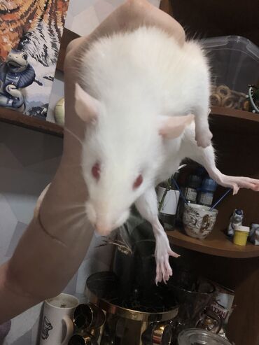 Крысы: Отдам крысу мальчика 5 месяцев