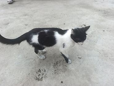 black cat: Черно-белая кошка с короткой шерстью и выразительными отметинами: - — 2