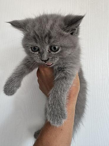 кошки свинкс: 🐾 Шотландские вислоухие котята (Scottish Fold) 🐾 Продаются — 4