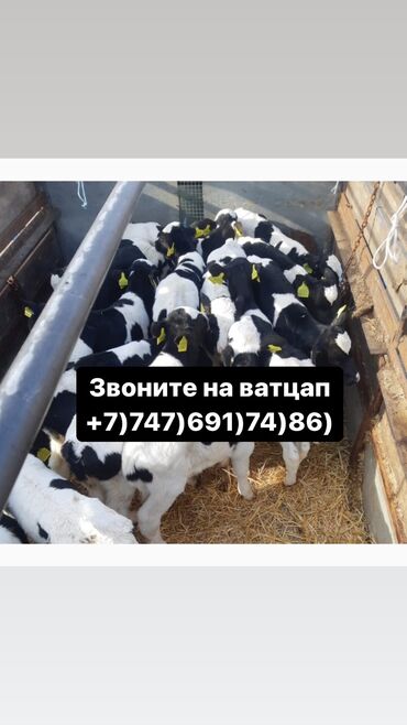 Коровы, быки: Бычки телята тёлучки +7)747)691)74)86) вотсап Бычки телята тёлки