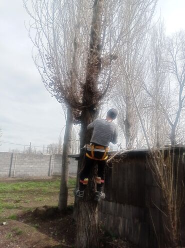 Другие услуги: Услуги арбориста обследование дерева и экспертная оценка его — 3