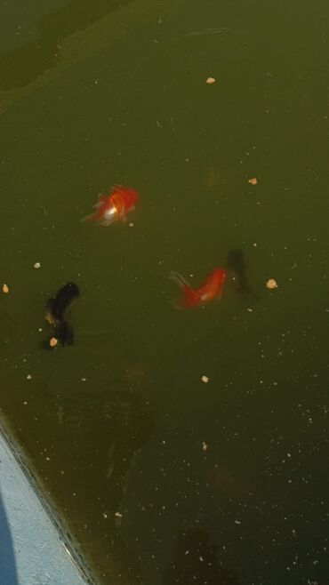 Akvariumlar: Oranda 2 quyruq qiyməti 2 manat 4 quyruq qiyməti 3 manat. Ünvan — 3