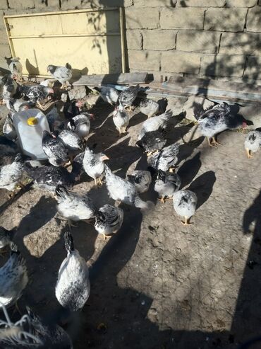 Kənd təsərüfatı quşları: Heyet seraitinde boyudulmus colpalar,beceler.Tam saglam,butun