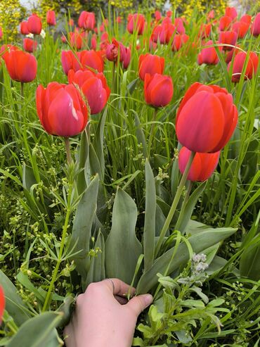 детские вешалки оптом: Тюльпан 🌷 50с за штуку оптом в розницу договорная