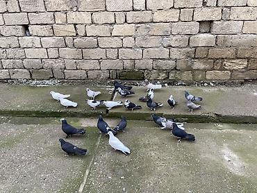 Göyərçinlər: 22 ədəddir üsd üsdə 4 manatdan tərgidmə maraqlanan vp yazsın video — 6