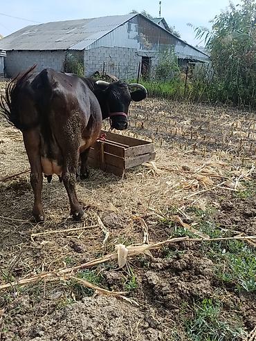 Продам с/х животных: Продаю | Корова (самка) | Для молока | После отела — 7
