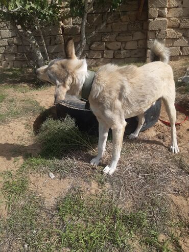 İtlər: KÖÇÜRÜK DEYƏ ÖZ İTLƏRİMDİ ETİBARLİ ƏLLƏRƏ VERİLİR SİYƏZƏNDƏN — 4