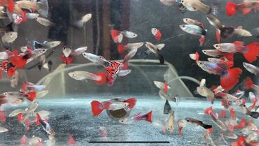 Akvariumlar: Quppi, Sülhsevər, Ünvandan götürmə, Pulsuz çatdırılma, Ödənişli çatdırılma