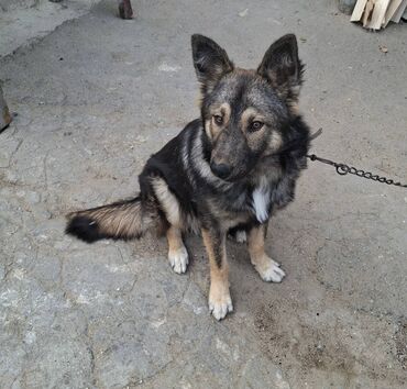 İtlər: 6 ayliqdir.korpelik weklide qoyulub.2-3 dil oyretmiwem otur uzan — 8