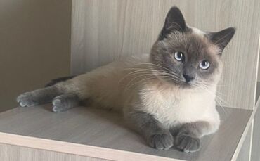 купить кошку в оше: Жоголгон : Сиам, Эркек, Биколор