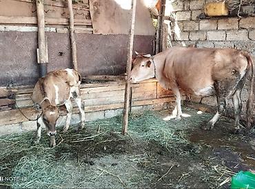 sud veren inek satilir: 🐄 Satılır – Yüksək Məhsuldar Südlük İnək ✅ Səhər və axşam birlikdə — 2