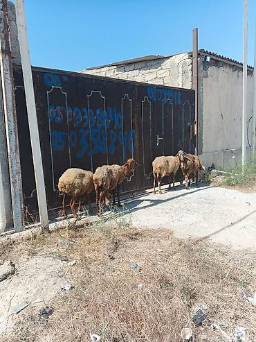 Ягнята: Qoyunlar – yerli cins, südlü-ət tipi - Şəkillərdəki sürüdən ana — 1