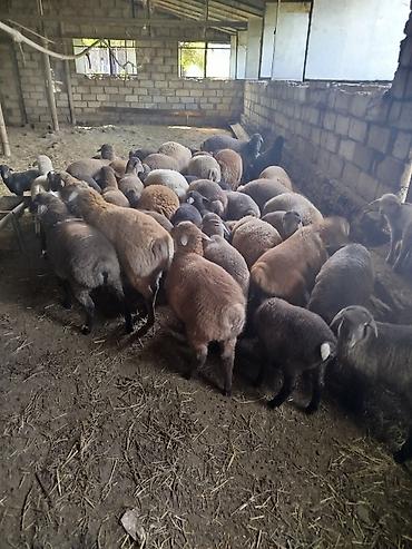 anqus dana satışı: Qoyun və quzu sürüsü - Sürüdə fərqli rənglərdə (qəhvəyi, boz, qara və — 4