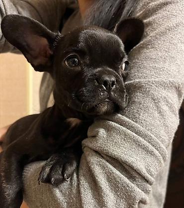 İtlər: 🐾 Продаётся щенок французского бульдога 🖤 Окрас: чёрный 🎂 Возраст: 2 — 1