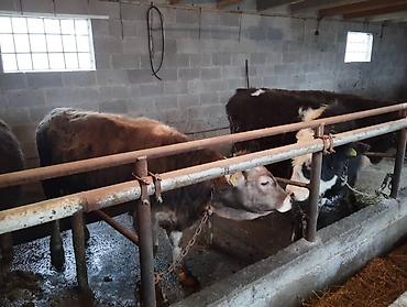 Коровы, быки: Продаю | Бык (самец) at lalafo.kg — 8 Коровы, быки: Продаю | Бык (самец) — 8