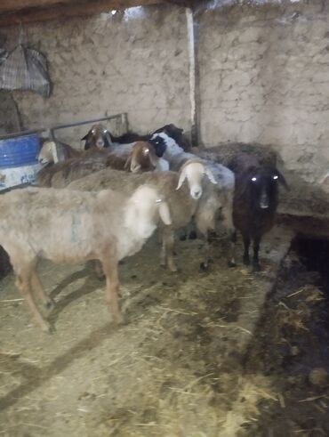 Бараны, овцы: Продаю | Баран (самец) — 24