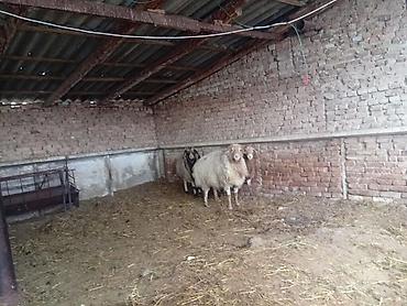 Баран, овца: Продаю | Баран (самец) | На забой — 4