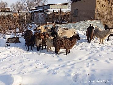 Козы, козлы: Продаю | Коза (самка), Козёл (самец), Козлёнок | Полукровка, Нубийская, Битал | На забой, Для разведения | Племенные, Осеменитель — 12