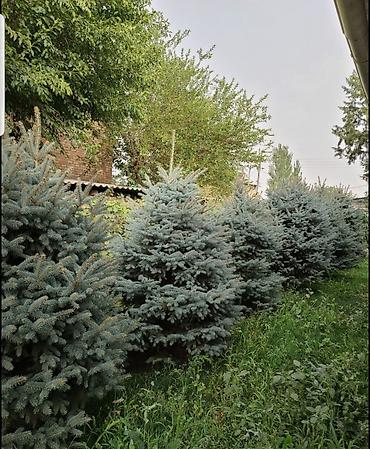 Продажа коттеджей и домов: Продаю большой 2х этажный (двухэтажный) дом 📍село Гроздь — 3