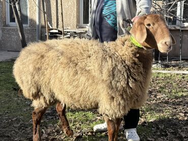 Баран, овца: Продаю | Овца (самка) | Для разведения | Ярка — 6