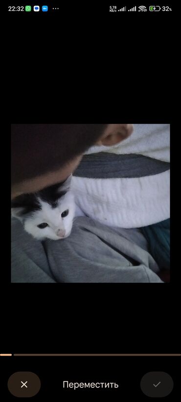 Отдам даром кошку: Котята трёхцветной окраски - Домашние котята с ярким черепаховым и — 1