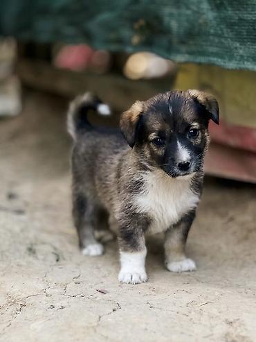 собаки карабалта: Кучукторго уй керек🐶🐼
Бишкек Новопавловка — 3