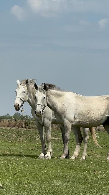 Лошади, кони: Продаю | Кобыла (самка) | Рабочий — 7