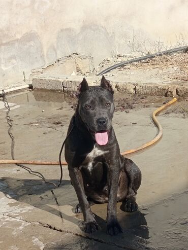 pitbull qiyməti: Kane-Korso, 9 ay, Dişi, Peyvəndli, Ünvandan götürmə